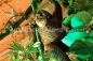 Orang Utan