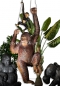 Orang Utan